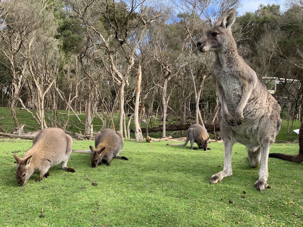 Goodbye, Australia!