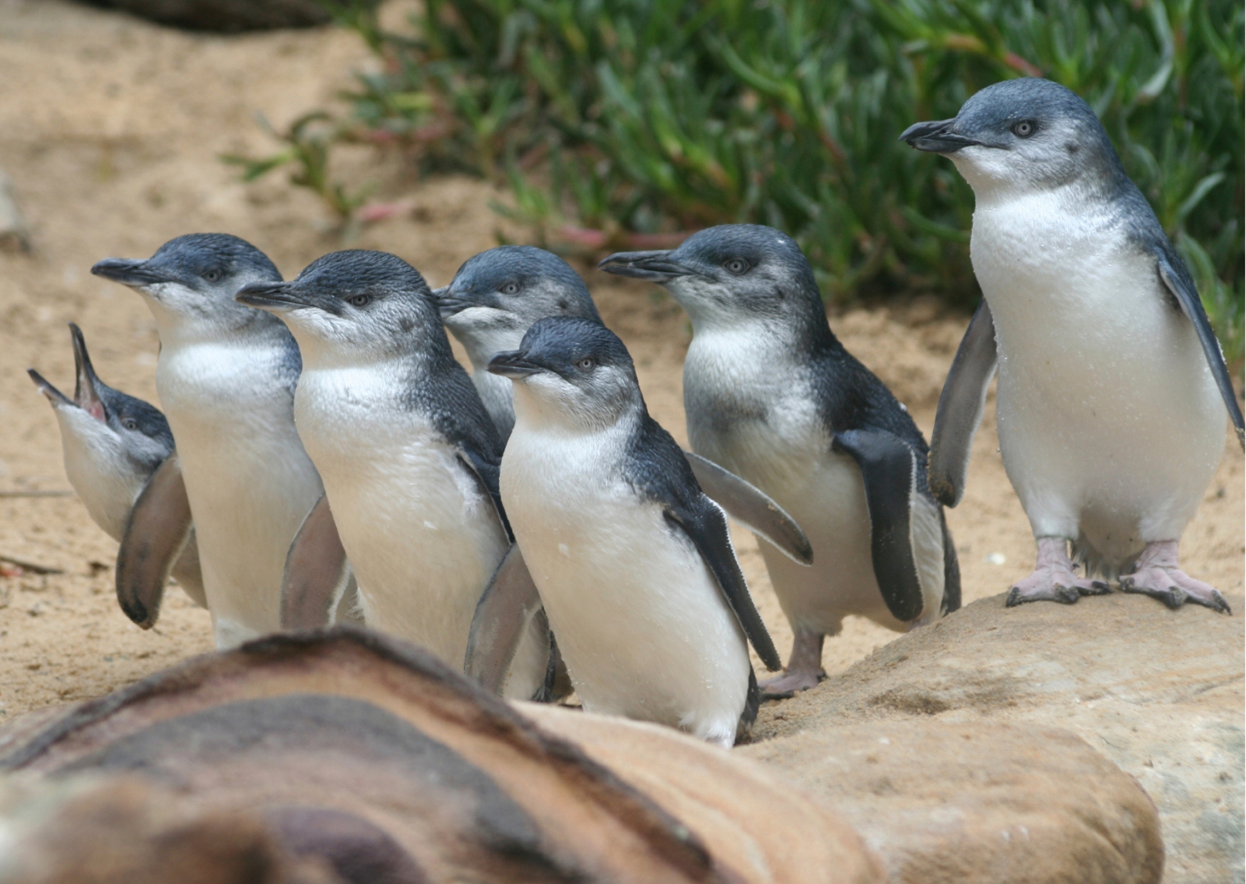 Melbourne & Phillip Island Tour