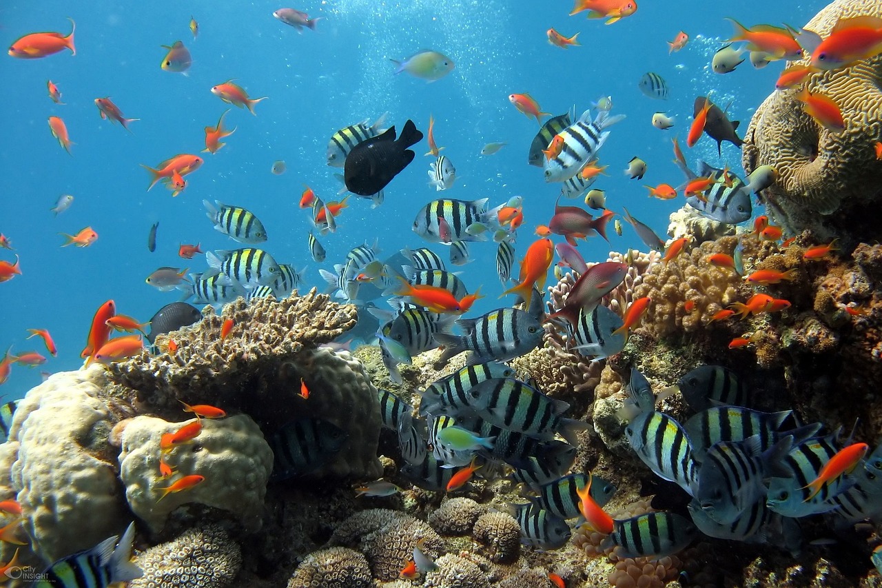 Great Barrier Reef Experience