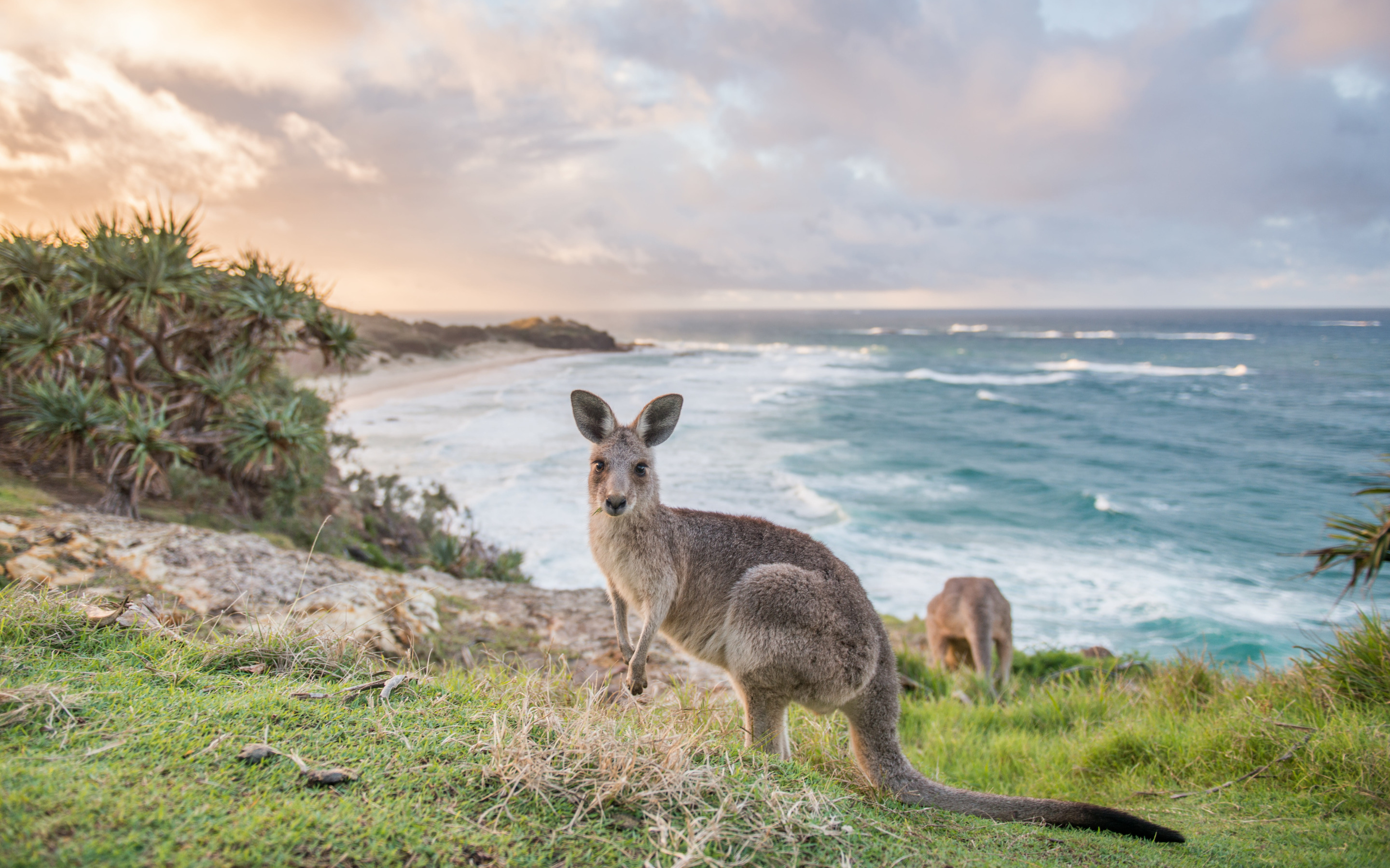 Kangaroo on a grassy clifftop overlooking a surf beach