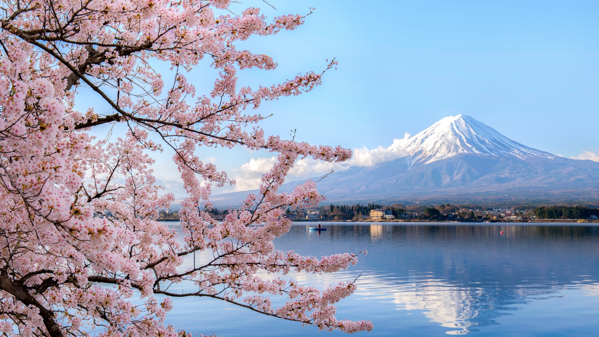 Cherry blossoms framing snow-capped Mount Fuji across Lake Kawaguchi