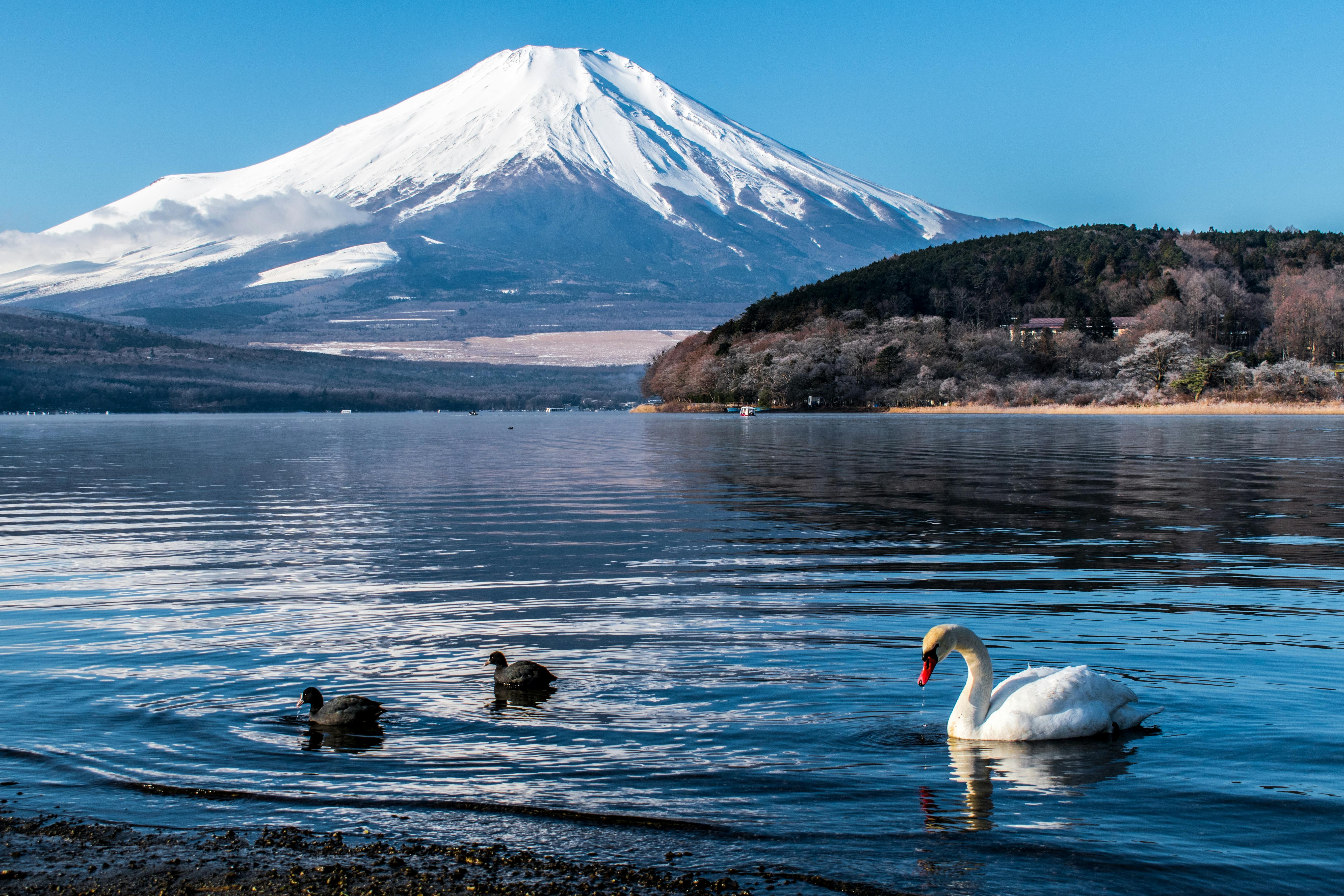 Four swans on a lake against snow-capped Mount Fuji