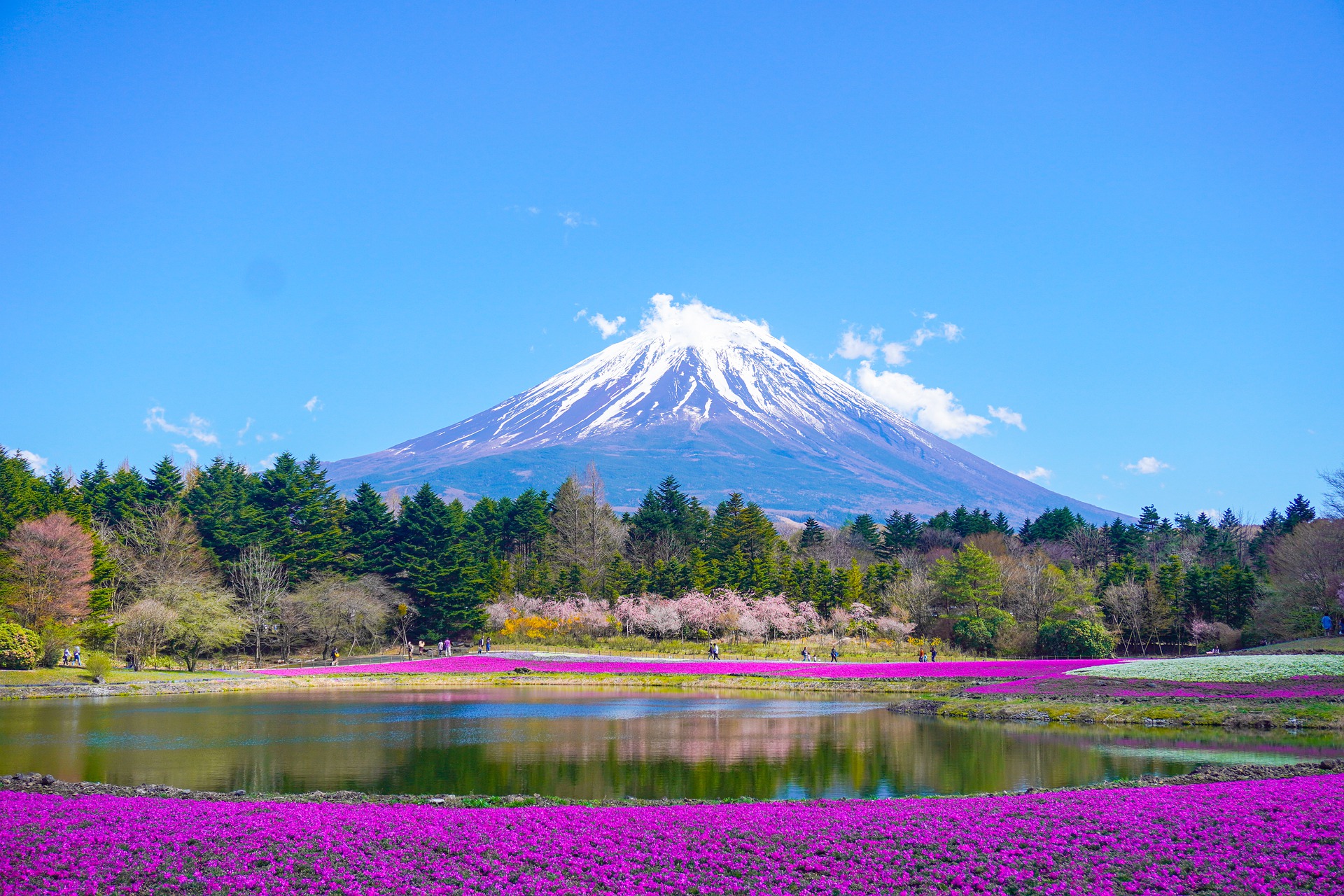 Pink moss phlox and a pond against Mount Fuji, Fuji Shibazakura Festival, Japan