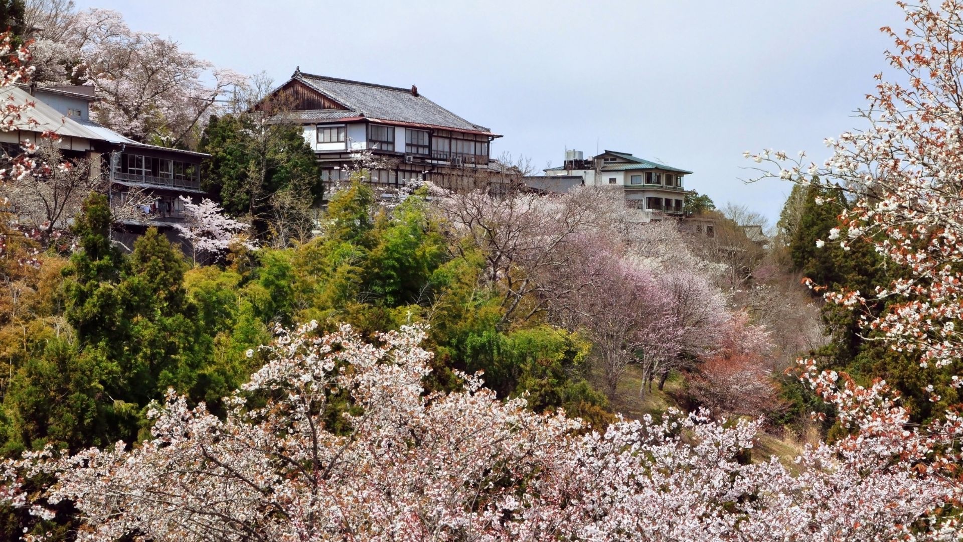 Mt Yoshino Day Trip