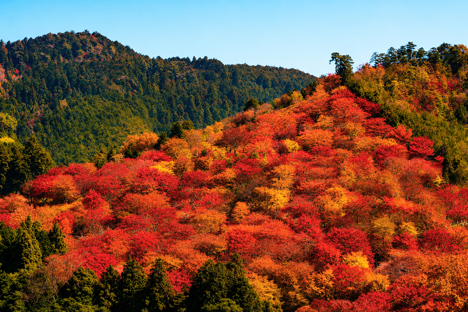 Mt Yoshino Day Trip