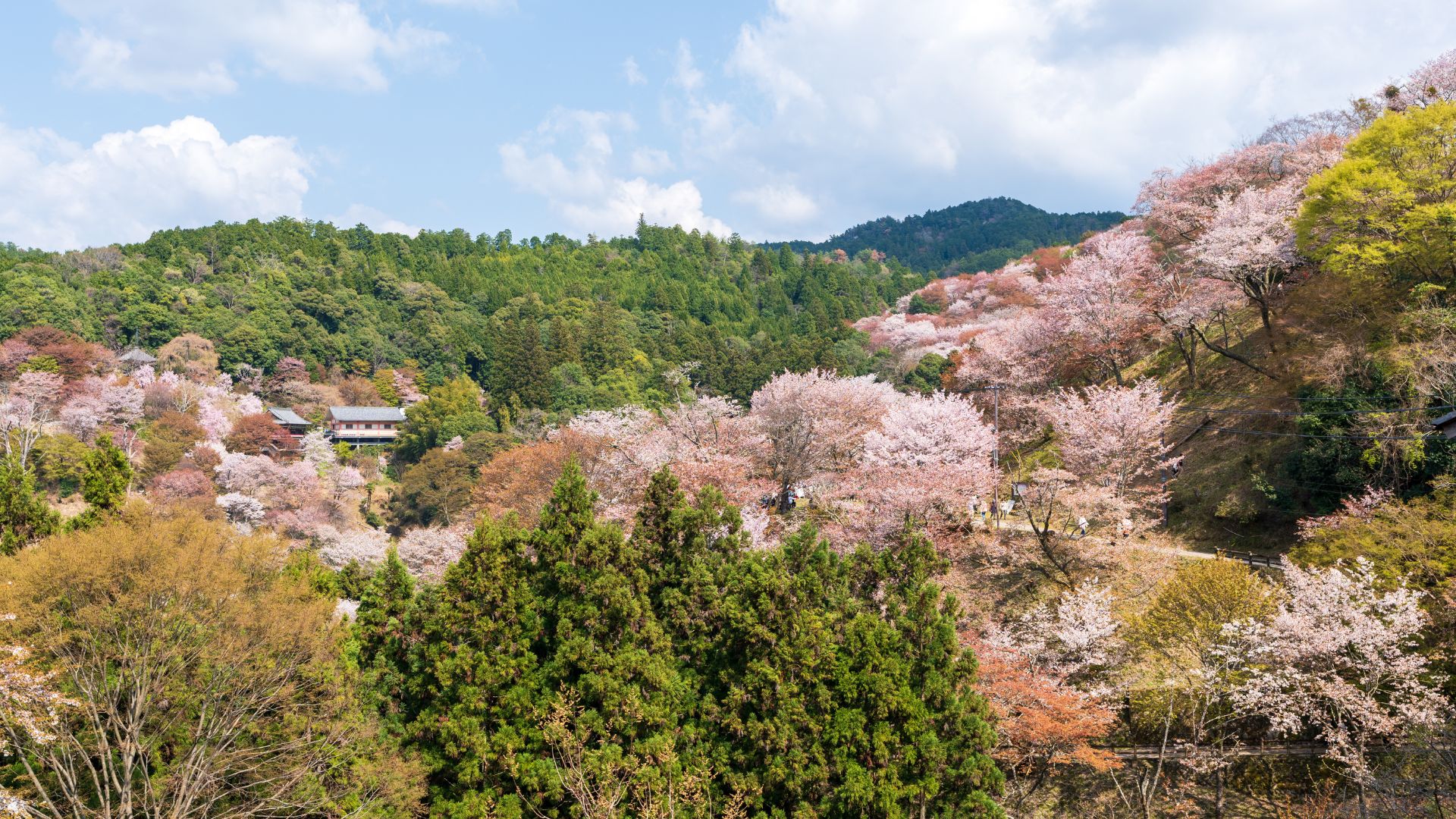 Mt Yoshino Day Trip