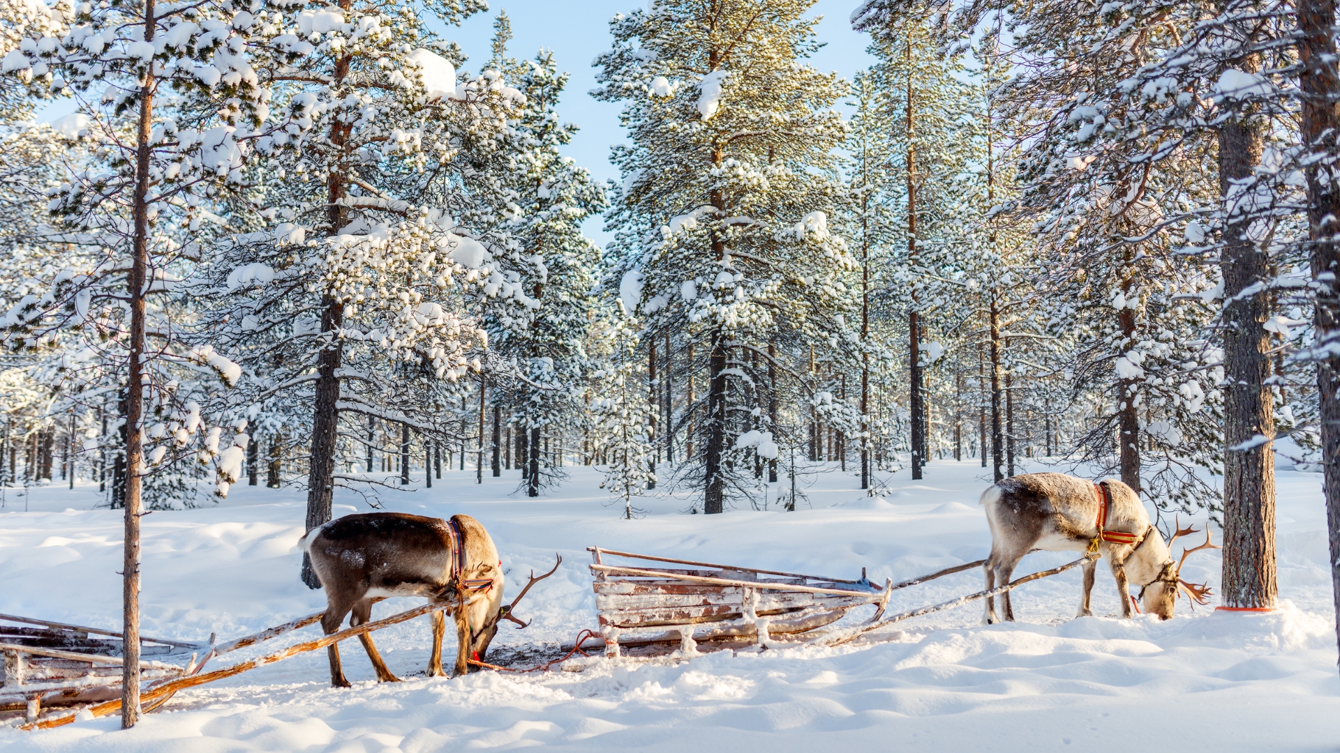 Santa Claus Village & Northern Lights Guided Tour