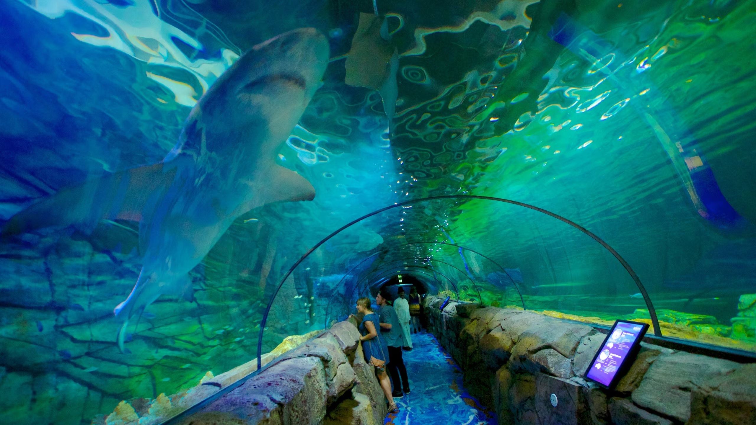 Shark swimming over visitors in the underwater tunnel at SEA LIFE Sydney Aquarium
