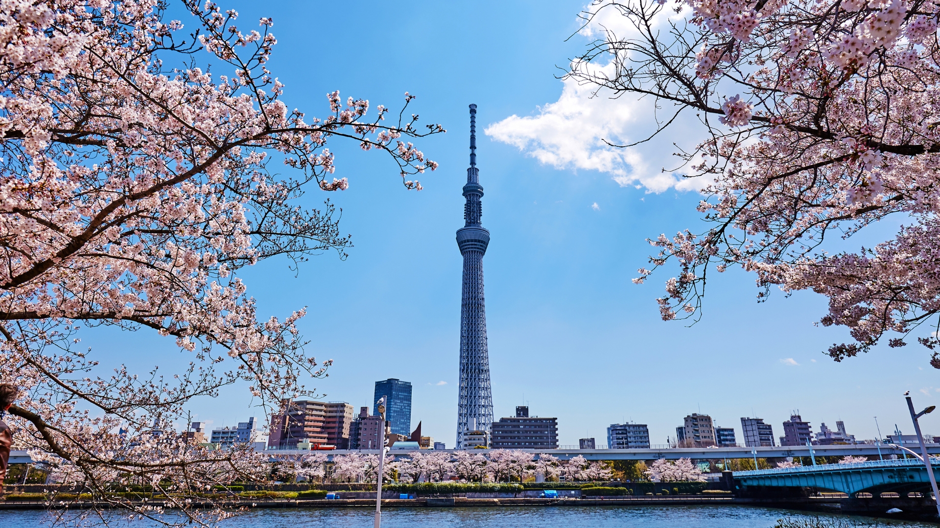 Tokyo Skytree tower across the Sumida river, framed by cherry blossoms