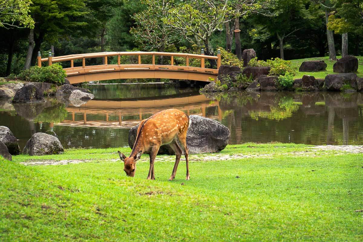 Nara and Fushimi Inari Day Trip