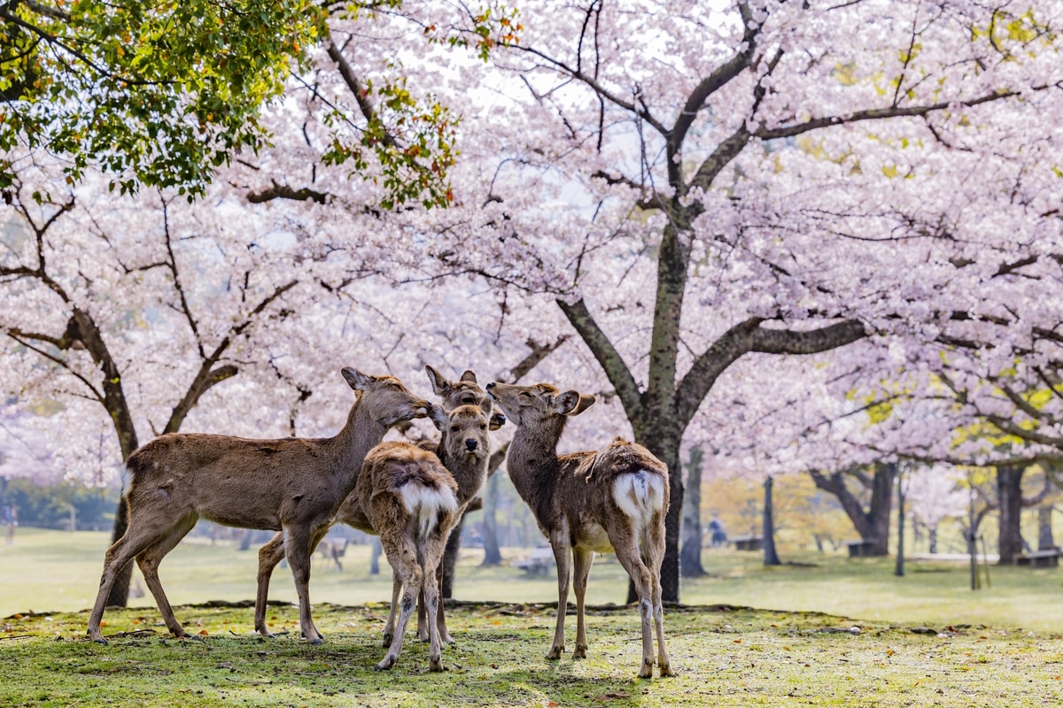 Four deer standing among cherry blossom trees in Nara Park, Japan